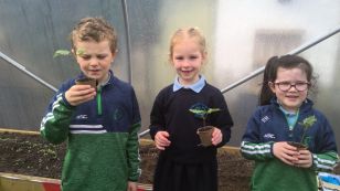 Busy planting bean seeds in Year 2